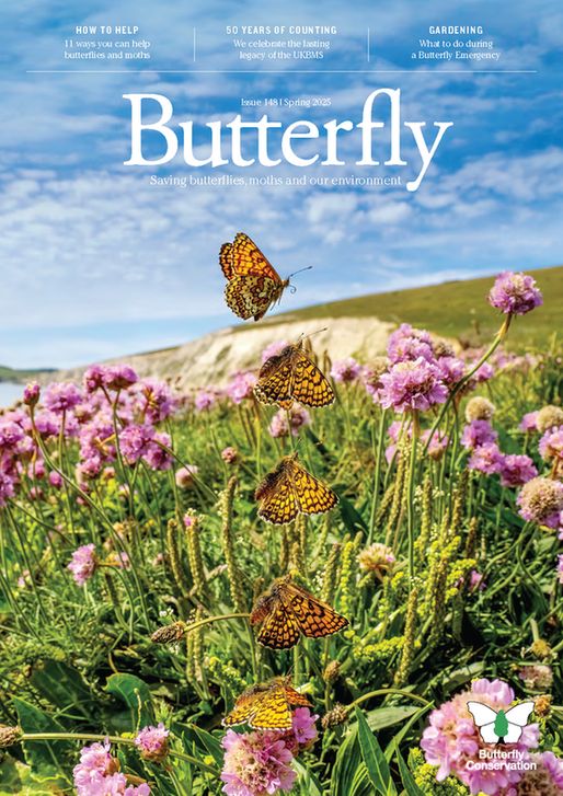 Front cover of Butterfly Conservation's 'Butterfly' magazine, featuring a series of photos stitched together to show a Glanville Fritillary butterfly taking off from a patch of pink sea thrift flowers, with white coastal cliffs and blue sky behind.