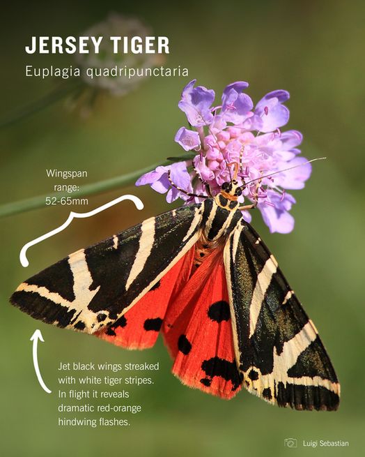 A Jersey Tiger moth (Euphlagia quadripunctaria) feeding on a purple scabious flower. Annotations around the moth read: "Wingspan range: 52-65mm. Jet black wings streaked with white tiger stripes. In flight it reveals dramatic red-orange hindwing flashes." Photo credit Luigi Sebastian