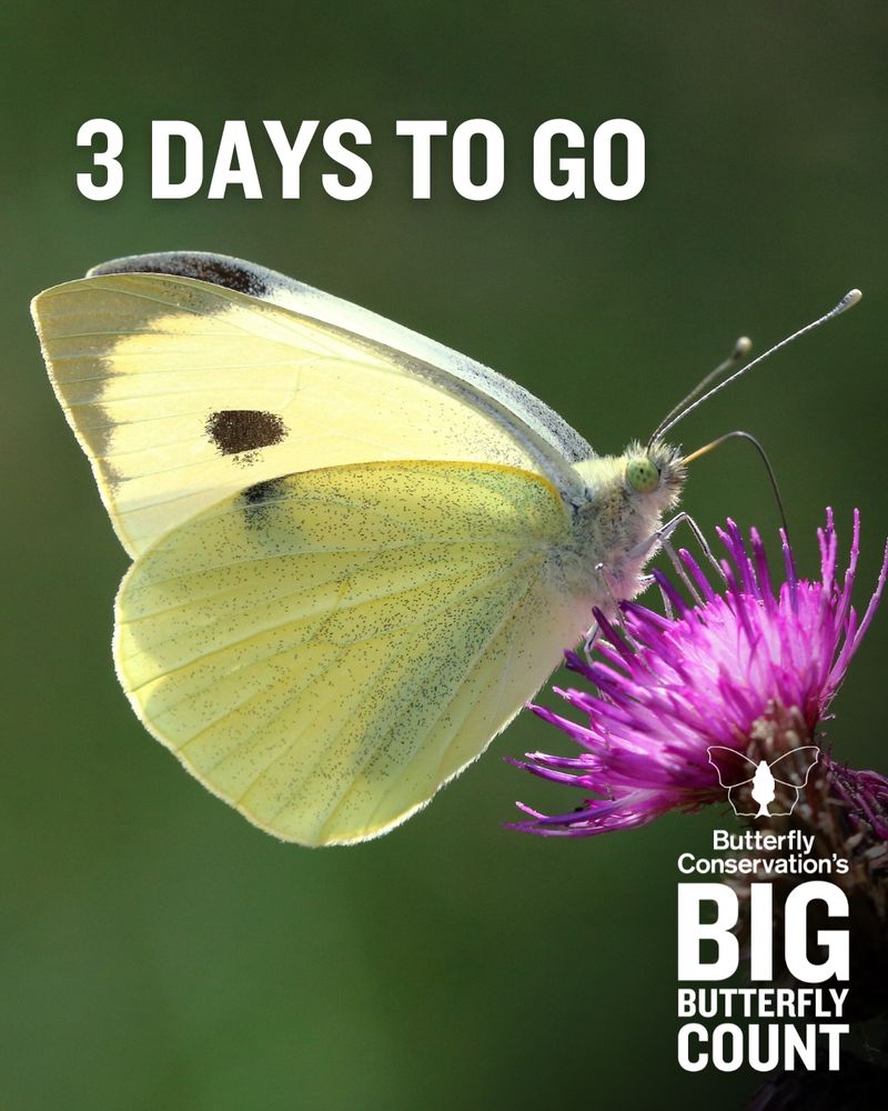 A backlit Large White butterfly feeding on knapweed. Text overlay reads '3 days to go' with Big Butterfly Count logo
