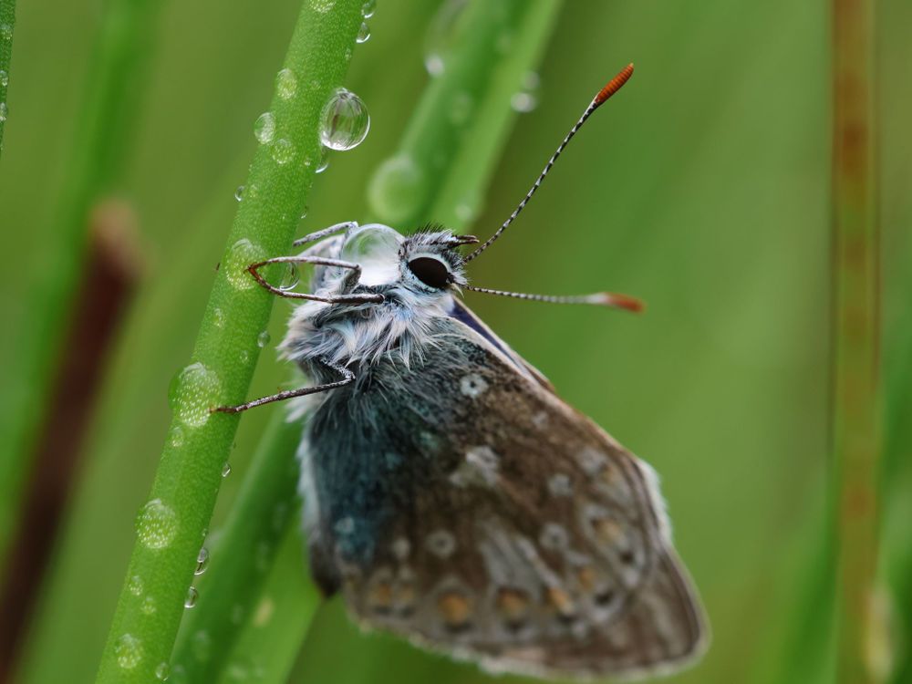 A Common Blue seemingly holding a raindrop between its front legs while resting amongst grass.