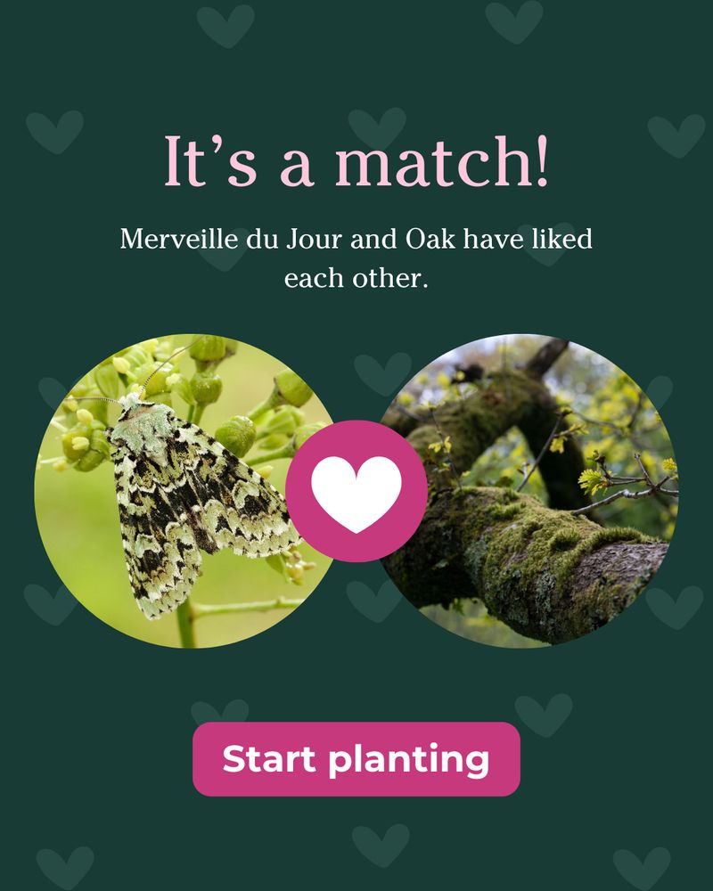 It's a match! Merveille du Jour and Oak have liked each other. Profile photos for each species with a pink heart icon between them. Pink 'Start planting' button below.