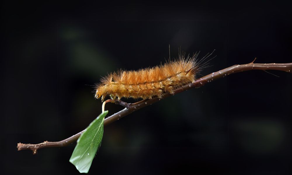 Buff ermine larva