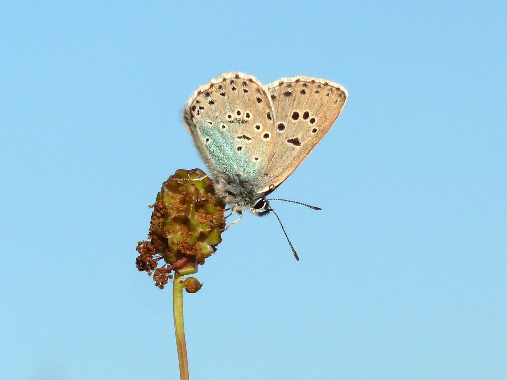 Large Blue resting with wings closed on a plant against a blue sky