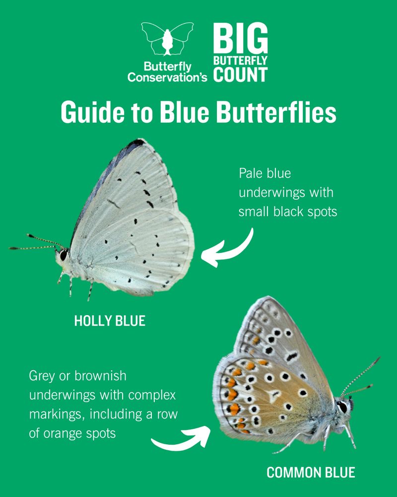 Butterfly Conservation's Big Butterfly Count guide to blue butterflies. Cut-out image of a Holly Blue butterfly with wings closed. Annotation reads: "Pale blue underwings with small black spots" Underneath is a cut-out image of a Common Blue with wings closed. Annotation reads: "Grey or brownish underwings with complex markings, including a row of orange spots"