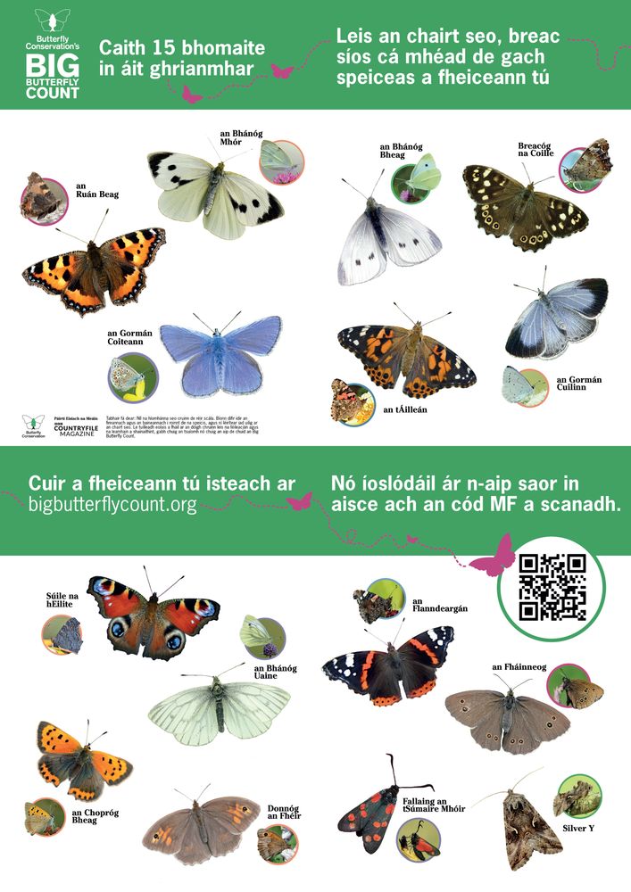 Butterfly Conservation's Big Butterfly Count identification guide in Irish with photos of each species