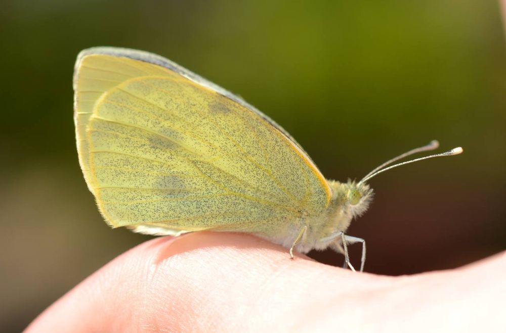 A large white butterfly perched on a hand
