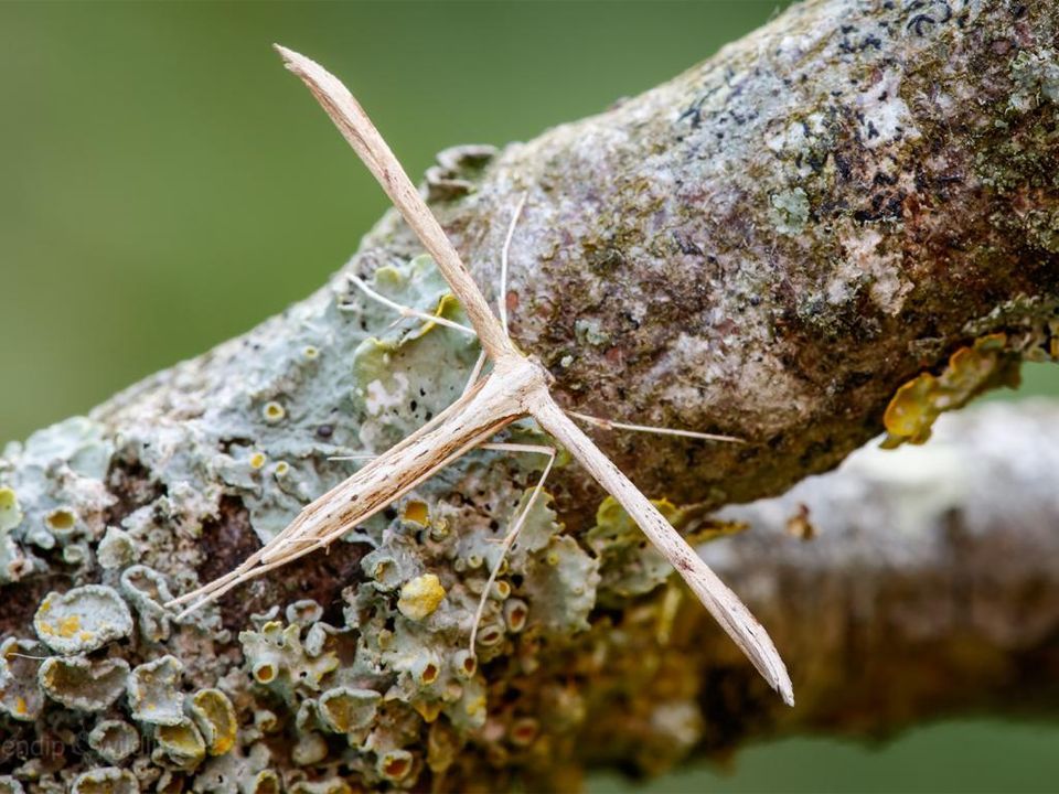 A Common Plume moth resting on a lichen-covered branch with wings rolled up, resembling a T or cross