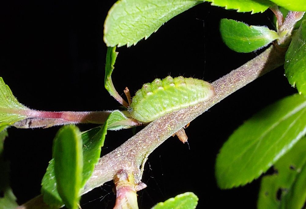 Black Hairstreak caterpillar resting on a branch at night under normal torch light