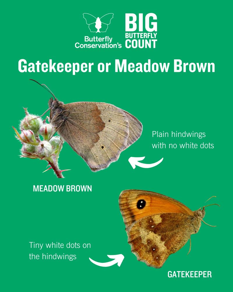 Butterfly Conservation's Big Butterfly Count guide to identifying Gatekeeper and Meadow Brown butterflies. Cut-out image of Meadow Brown with wings closed. Annotation reads: "Plain hindwings with no white dots". Cut-out image of a Gatekeeper with wings closed underneath with annotation: "Tiny white dots on the hindwings"