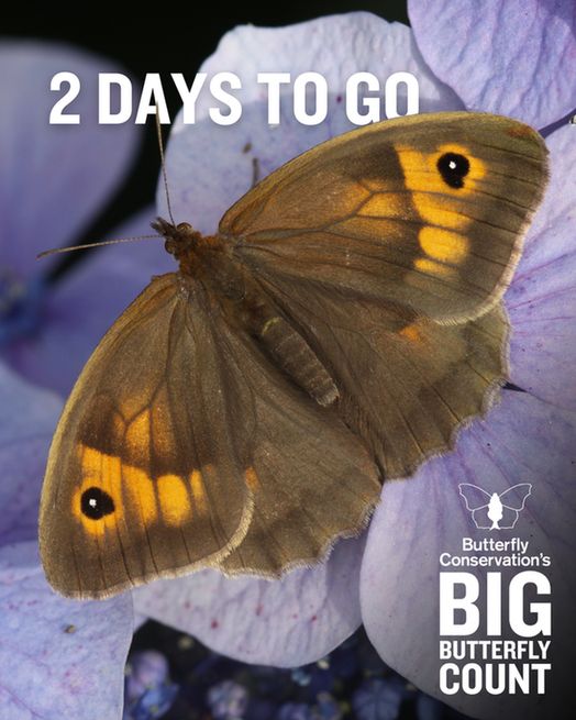 A Meadow Brown butterfly resting on a purple-y blue hydrangea. Text overlay reads '2 days to go' with Butterfly Conservation's Big Butterfly Count logo