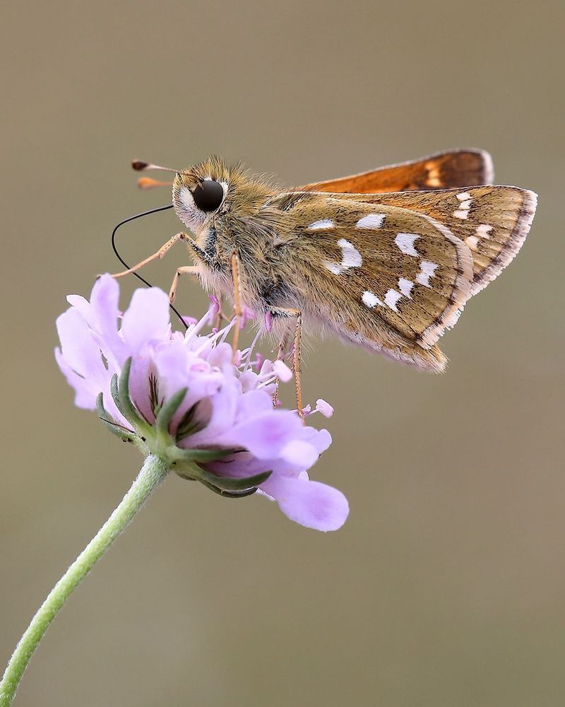 A Silver-spotted Skipper butterfly feeding on a pink scabious flower