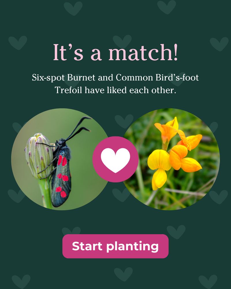 It's a match! Six-spot Burnet moth and Common Bird's-foot Trefoil have liked each other. Profile photos for each species with a pink heart icon between them. Pink 'Start planting' button below.