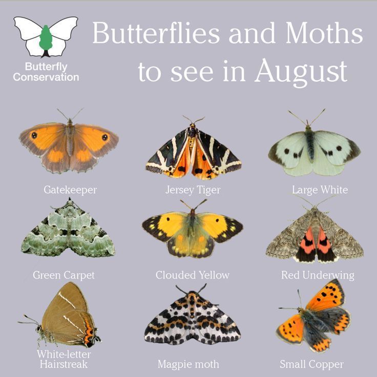 Butterfly Conservation's Butterflies and Moths to see in August: Gatekeeper, Jersey Tiger moth, Large White, Green Carpet, Clouded Yellow, Red Underwing, White-letter Hairstreak, Magpie moth, Small Copper
