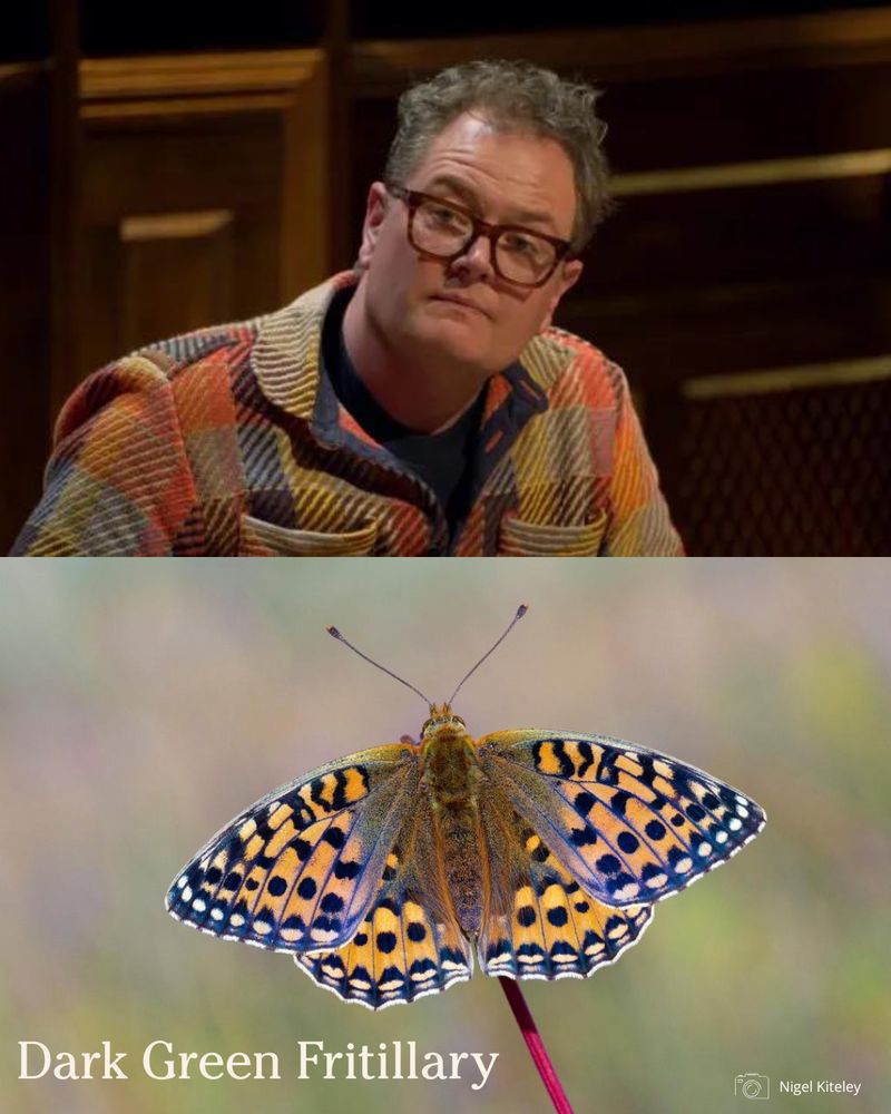 Alan Carr dressed as a dark green fritillary