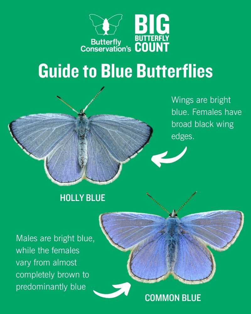 Butterfly Conservation's Big Butterfly Count guide to blue butterflies. Cut-out image of a Holly Blue butterfly with wings open. Annotation reads: "Wings are bright blue. Females have broad black wing edges." Underneath is a cut-out image of a Common Blue butterfly with wings open and annotation: "Males are bright blue, while the females vary from almost completely brown to predominantly blue"