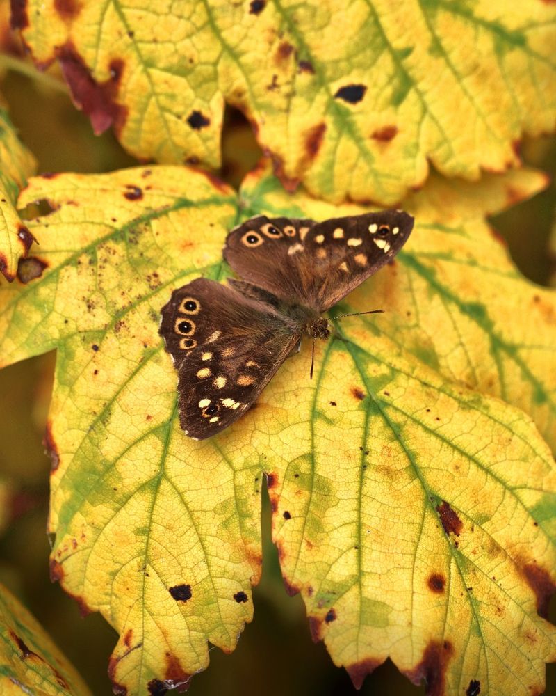 Speckled Wood butterfly resting on a yellow leaf