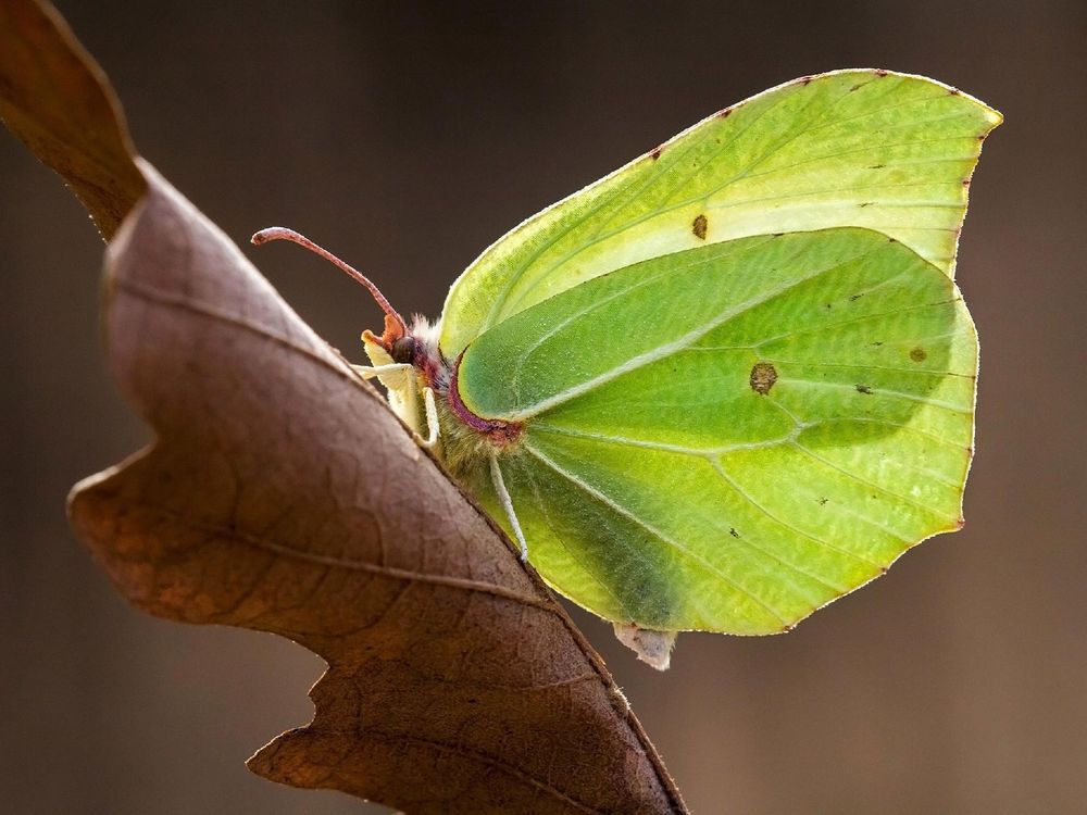 A backlit Brimstone butterfly, with sulphur yellow wings in the shape of a leaf, resting on a brown oak leaf