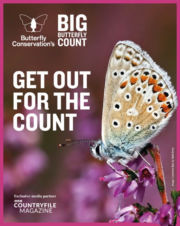 A Common Blue butterfly is perched on heather against a pink background. Text overlay reads "Get out for the count" with Butterfly Conservation's Big Butterfly Count logo above it. In the bottom right corner, the text reads 'exclusive media partner' with BBC Countryfile Magazine logo. Photo credit Matt Berry