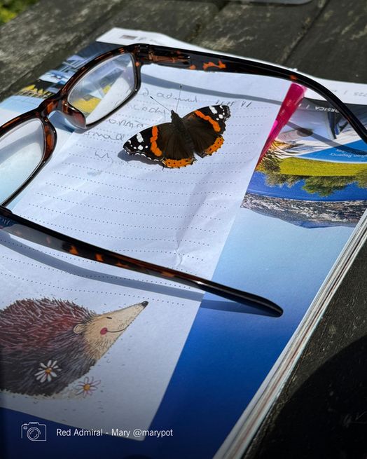A Red Admiral butterfly basks on a handwritten list of butterfly species, next to a pair of glasses on a table outside. Photo credit Mary @marypot