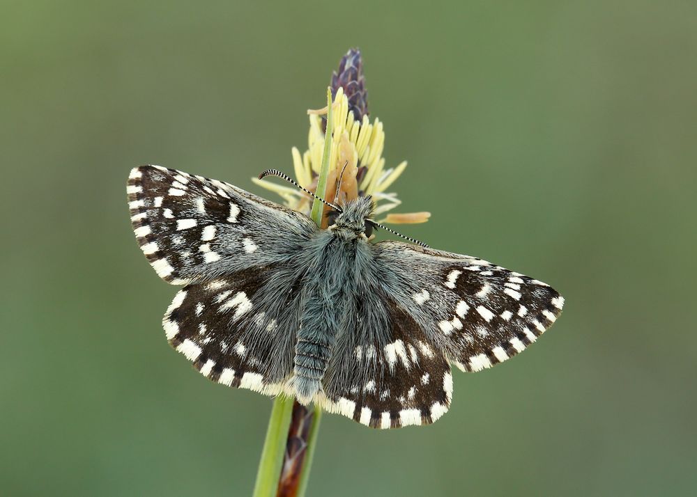 Grizzled Skipper butterfly resting on a plant stem