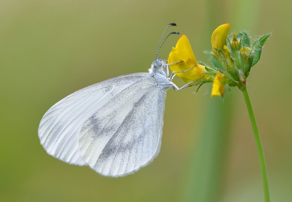 A Wood White butterfly feeding on Bird's-foot trefoil
