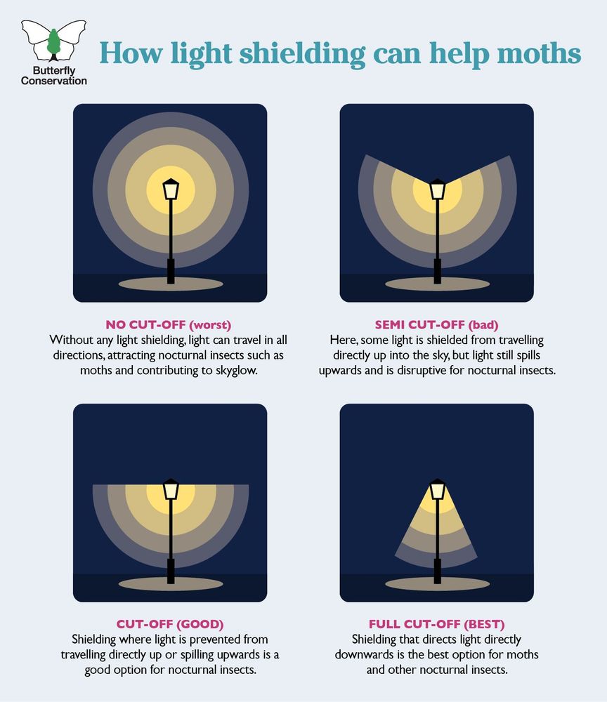 A guide to how light shielding can help moths, by Butterfly Conservation. No cut-off means light can travel in all directions, attracting nocturnal insects and contributing to sky glow. Semi cut-off means that some light is shielded but some can still spill upwards. Cut-off means that light is prevented from travelling directly up or spilling upwards. Fully cut-off is best, directing light downwards.