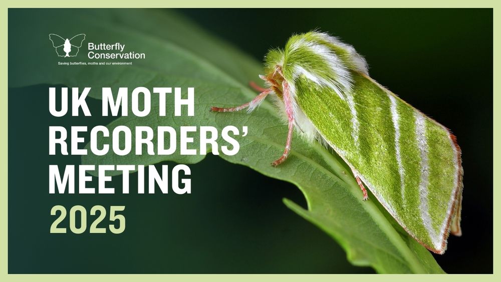 Green Silver-lines moth resting on a green leaf. Text overlay reads 'UK Moth Recorders' Meeting 2025' with Butterfly Conservation's logo.