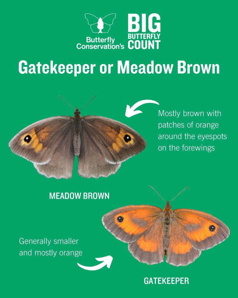 Butterfly Conservation's Big Butterfly Count guide to identifying Gatekeeper and Meadow Brown butterflies. Cut-out image of Meadow Brown with wings open. Annotation next to it reads: "Mostly brown with patches of orange around the eyespots on the forewings". Cut-out image of a Gatekeeper underneath with annotation: "Generally smaller and mostly orange"