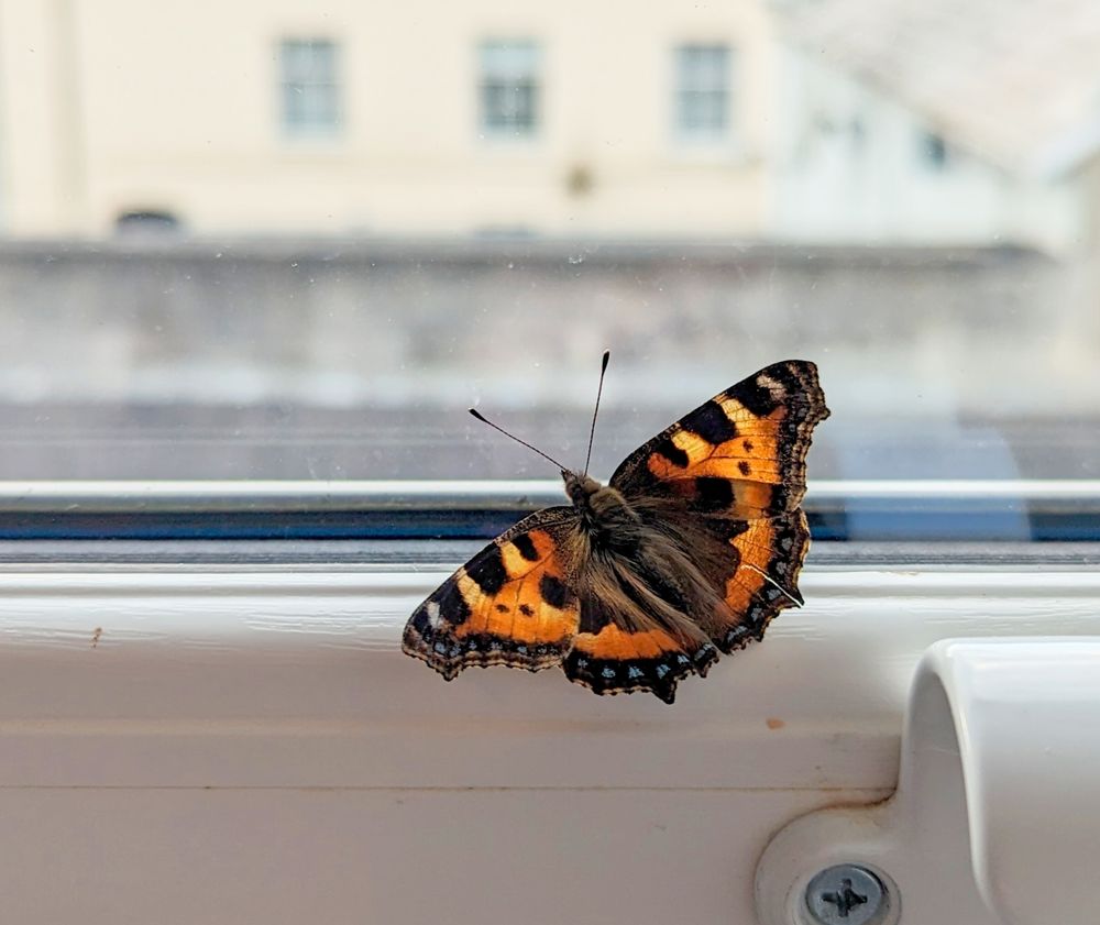A Small Tortoiseshell butterfly perched on a window sill, overlooking neighbouring houses.