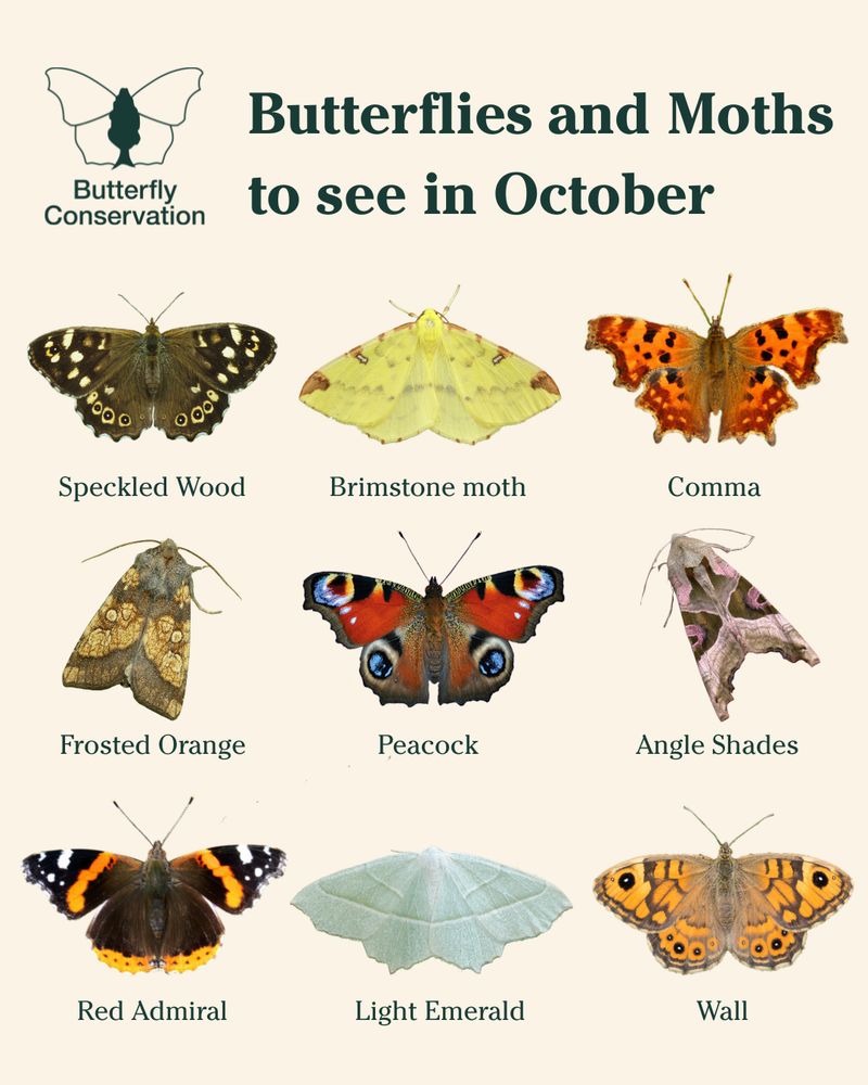 Butterfly Conservation's Butterflies and Moths to see in October: Speckled Wood, Brimstone moth, Comma, Frosted Orange, Peacock, Angle Shades, Red Admiral, Light Emerald, and Wall.