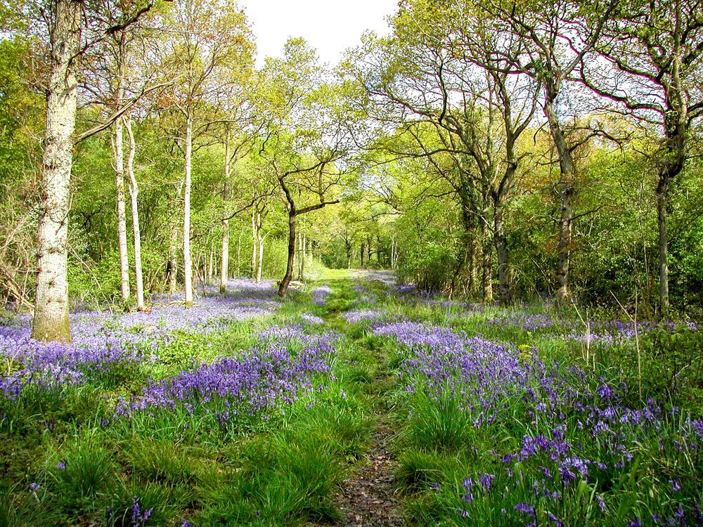 A woodland ride covered in a sea of bluebells