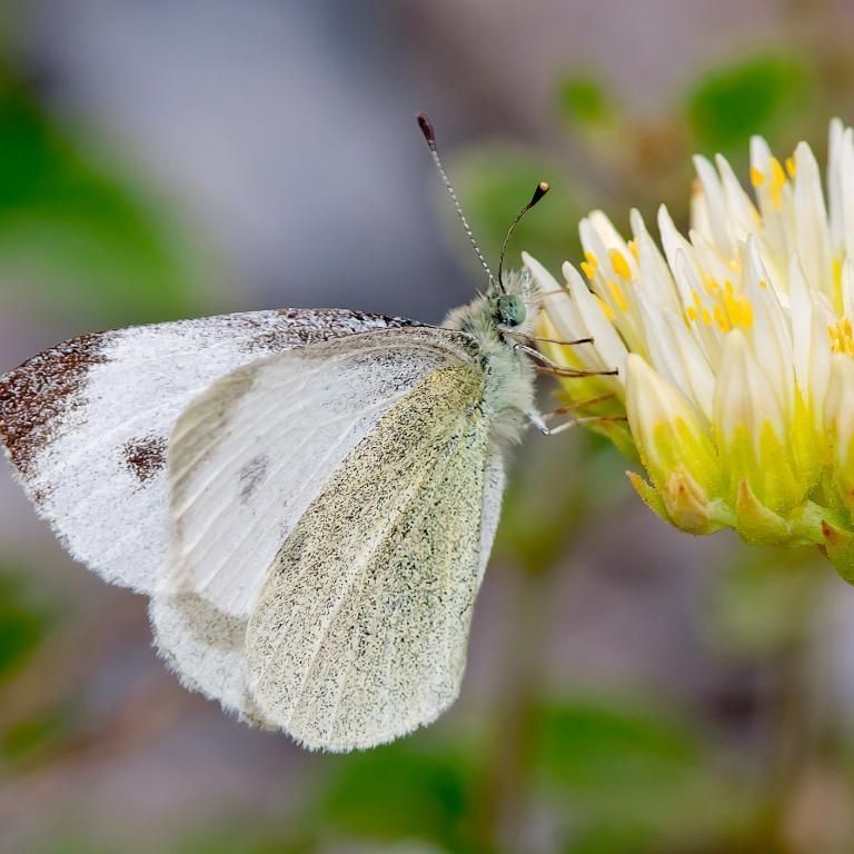 A Southern Small White feeding on a white flower