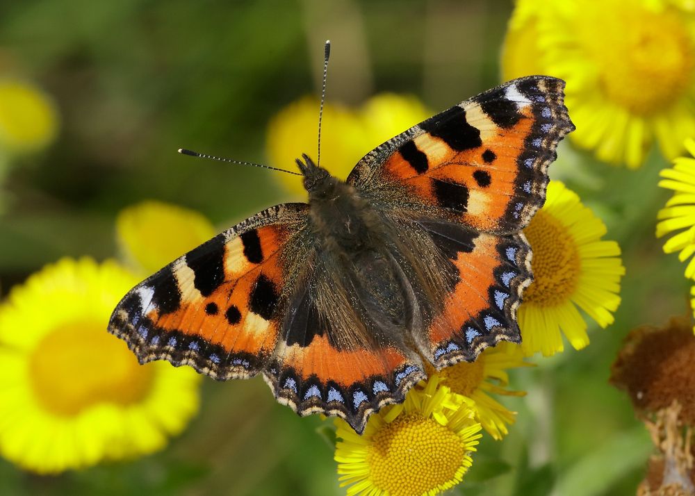 A Small Tortoiseshell butterfly perched on a yellow flower.