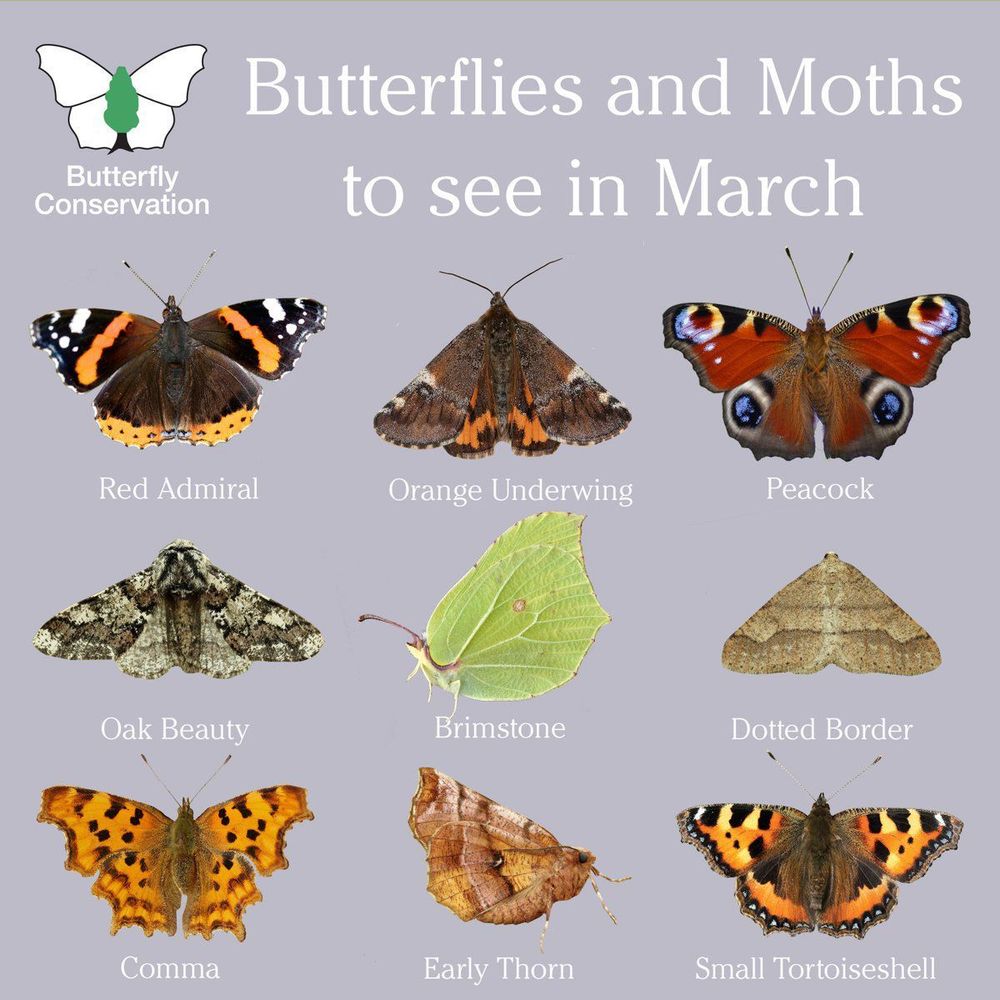 Butterfly Conservation's butterflies and moths to see in March: Red Admiral, Orange Underwing, Peacock, Oak Beauty, Brimstone, Dotted Border, Comma, Early Thorn, Small Tortoiseshell