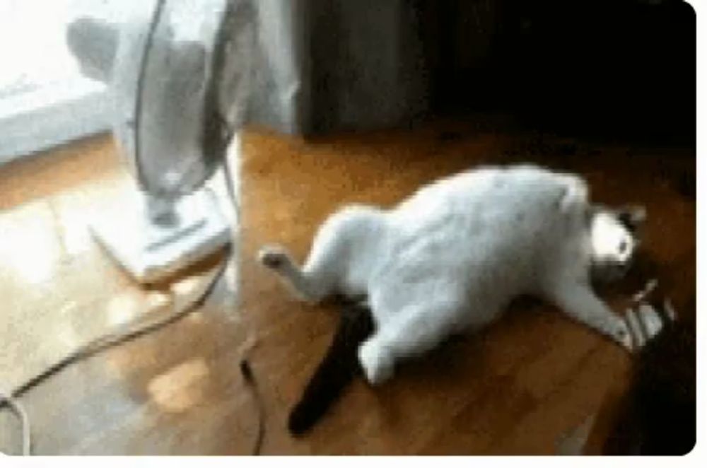 a cat is laying on its back in front of a fan on a wooden floor .