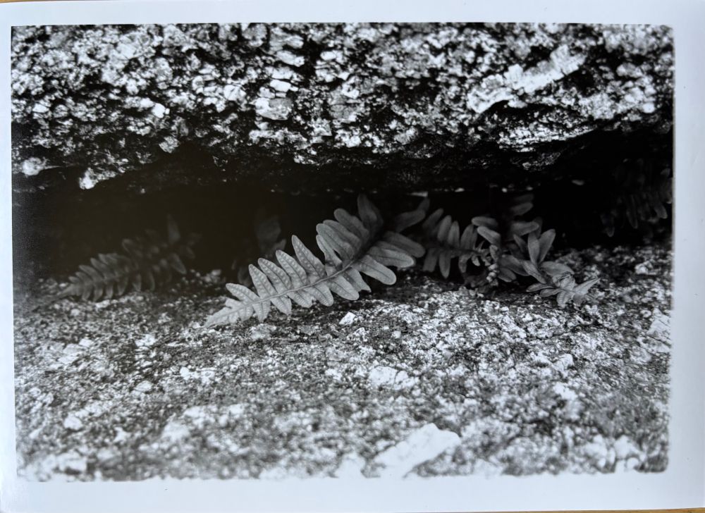 Black and white photo of a fern nestled in a crack in a  granite rock