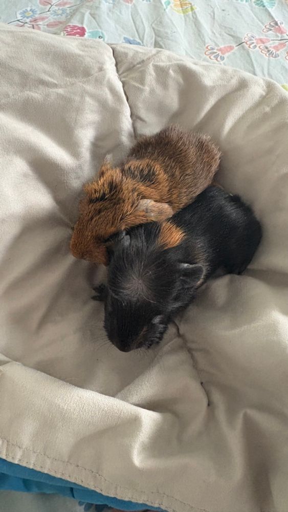 Two newborn guinea pigs on a beige blanket. The pig on the right is black with some orange and a crested head. The one on the left is mixed orange and brown. 