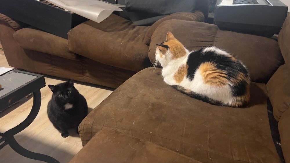 A photo of a calico cat on a brown sofa. On the floor sits a black cat with a white chest spot. She is staring woefully at the camera. 