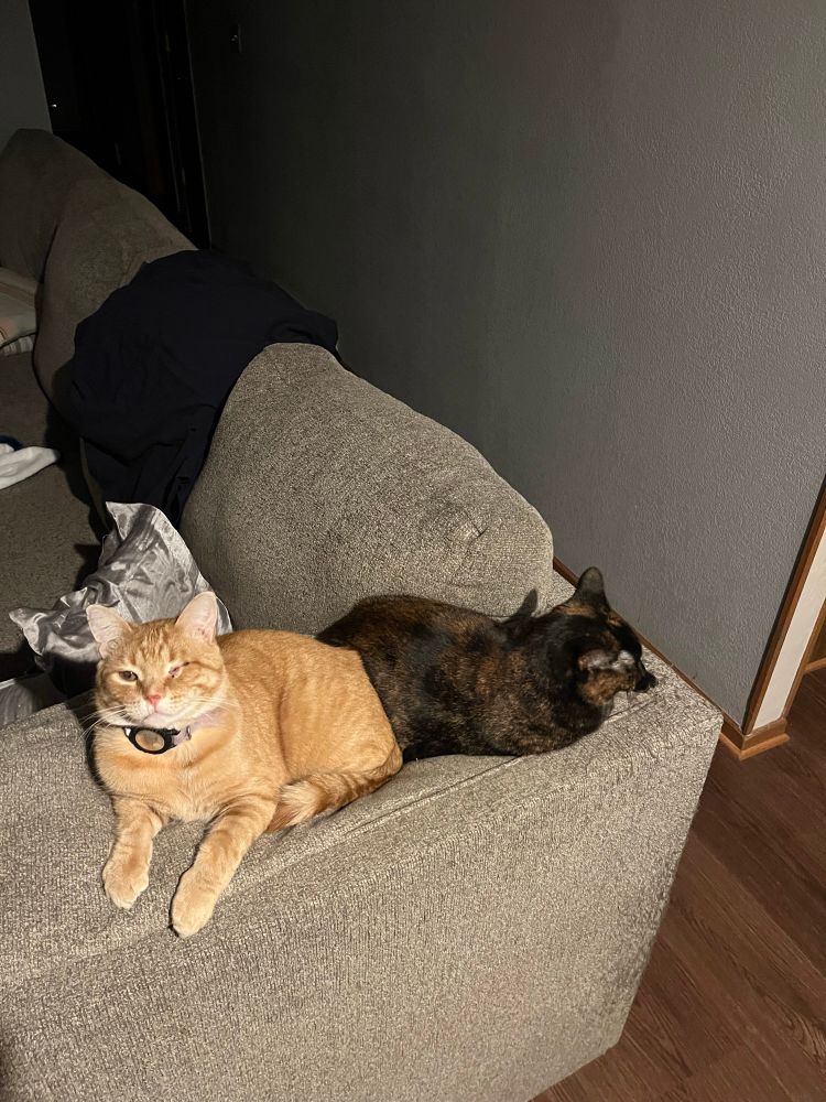Picture of two cats. An orange tabby named Blinkin and a tortie named Stevie.