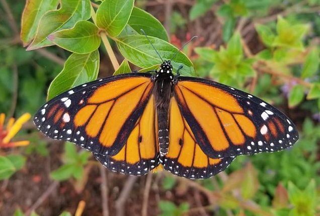 A male Monarch butterfly (Danaus plexippus) resting on a plant with its wings relaxed open.