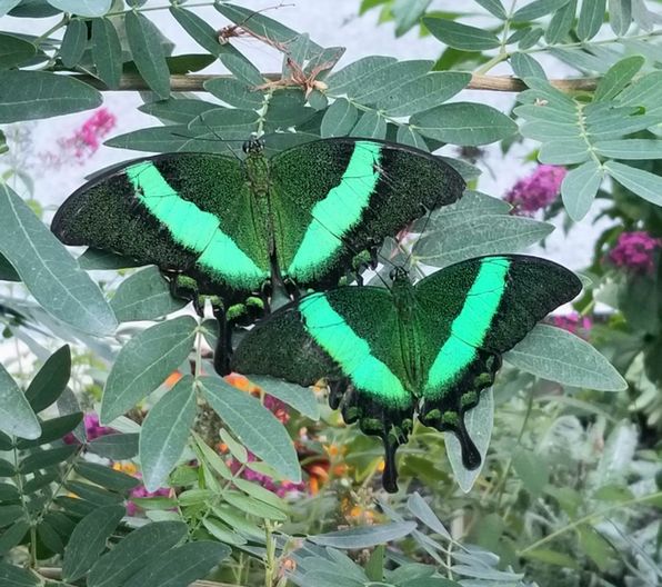 Two Emerald-Banded Swallowtails perched on the same cluster of leaves, their wings relaxed open to reveal their iridescent aqua coloration.