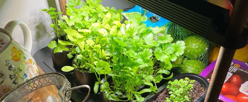 a shot of a bunch of herbs in an indoor planter. They are next to a decorative tea pot and some fruit. 