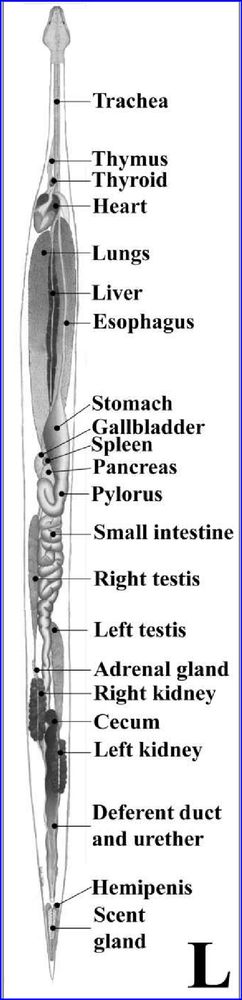 An internal diagram of a snake. 