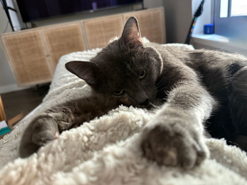 Grey cat laying on a heating blanket with her arms stretched forward towards the camera