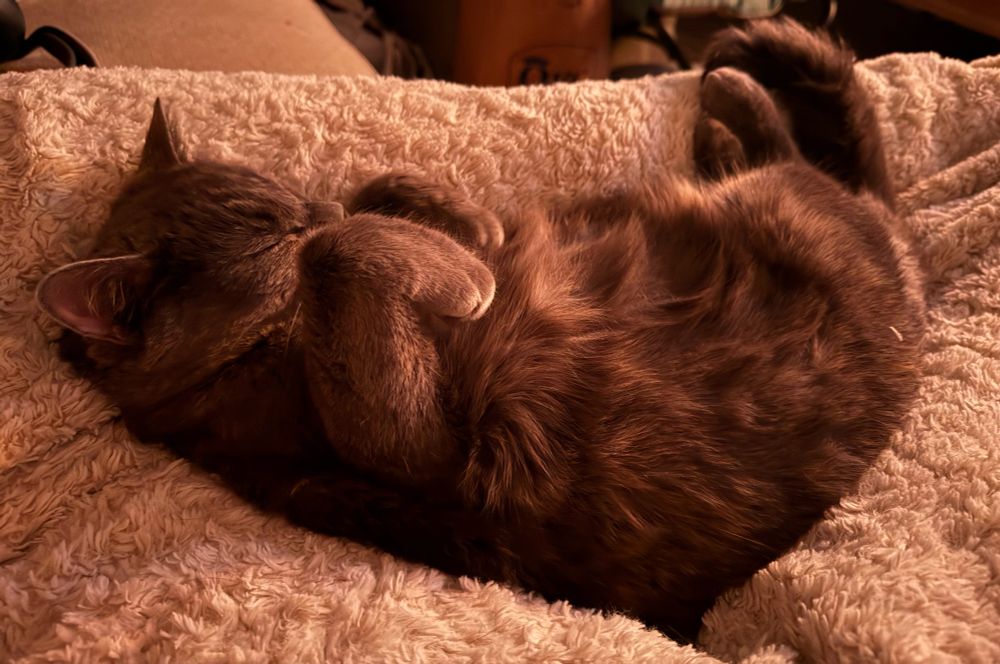 Grey cat curled up and laying in owners legs while they are under a heating blanket 