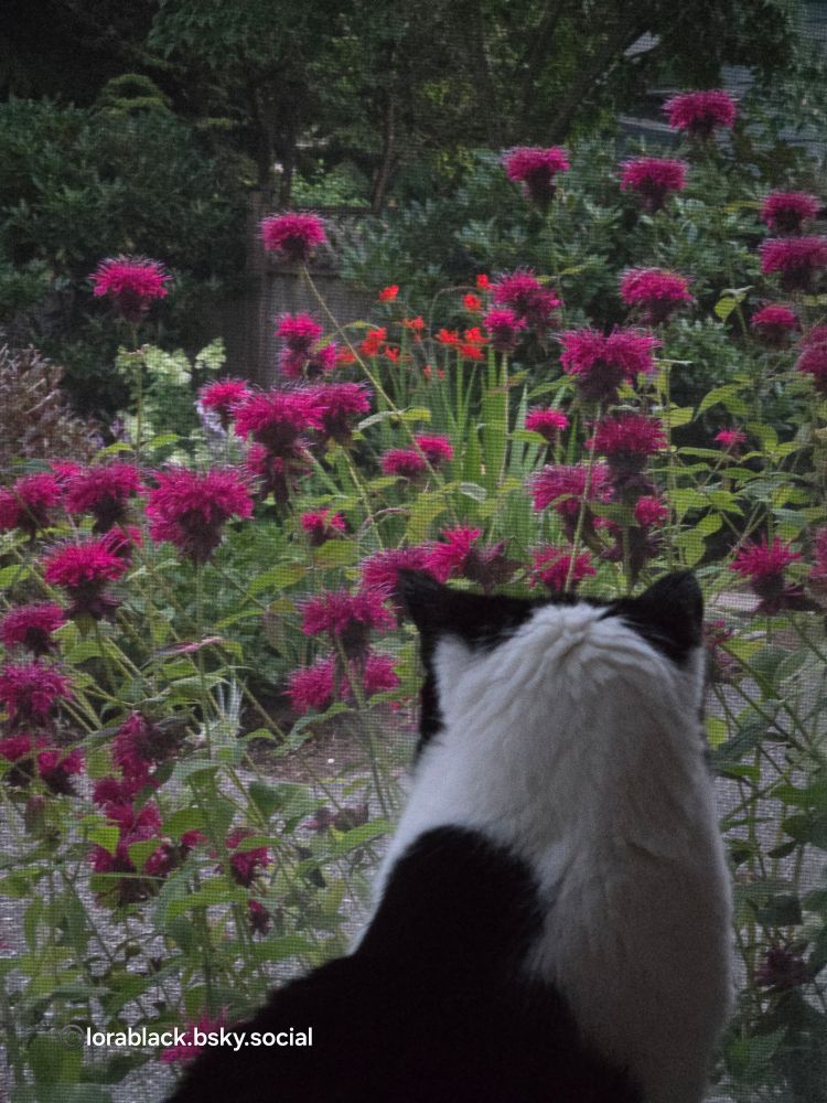 Back of a black & white cat's head. The cat  is looking through a screened window at a bed of bee balm flowers 