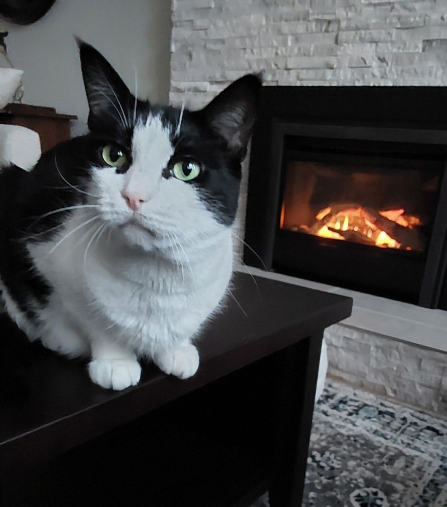Black and white cat on the formerly forbidden table in front of a fireplace. 