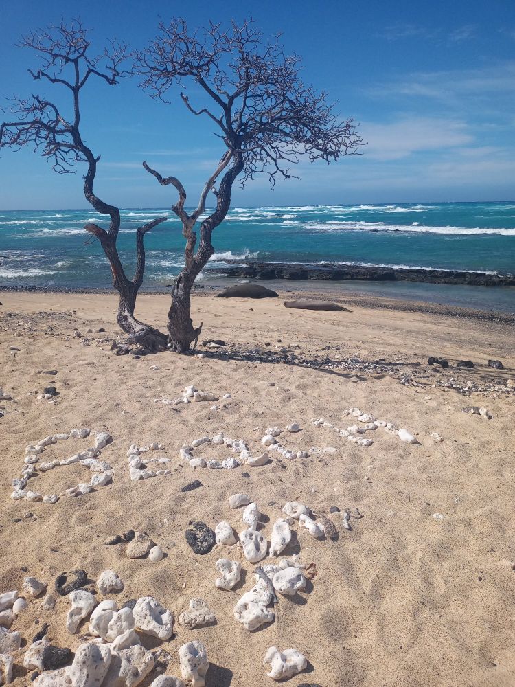A sea weathered tree on a sandy beach. On the sand, the word 