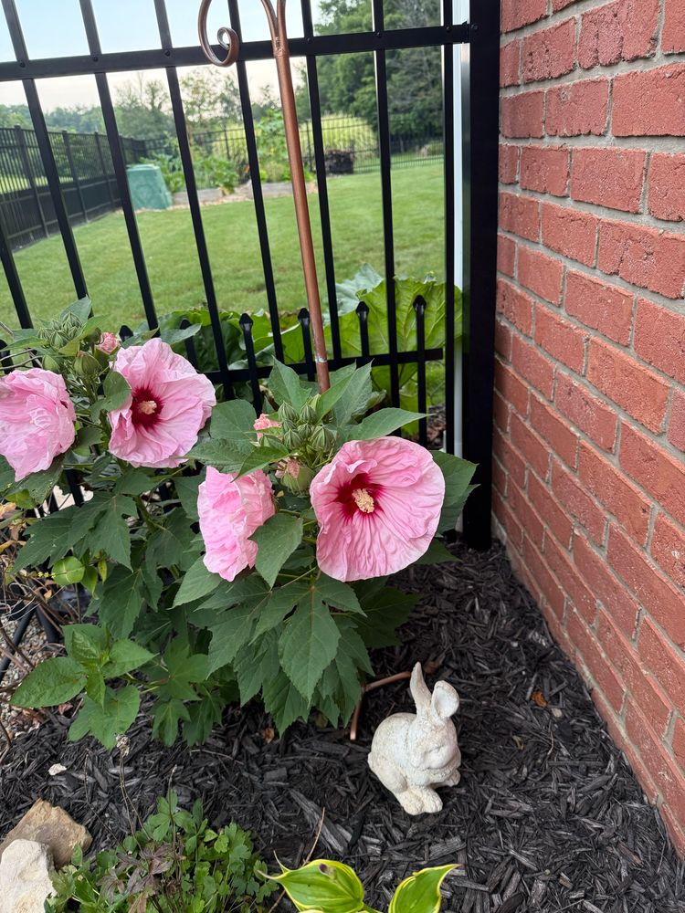 Pink hibiscus flower