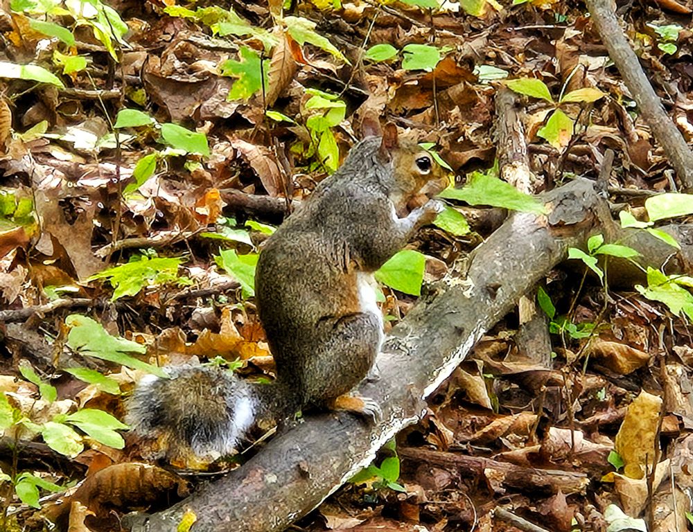 Bowman's Hill Wildflower Preserve 
New Hope, PA 